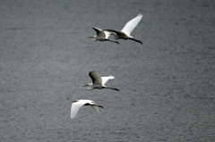 四羽並んで飛行中