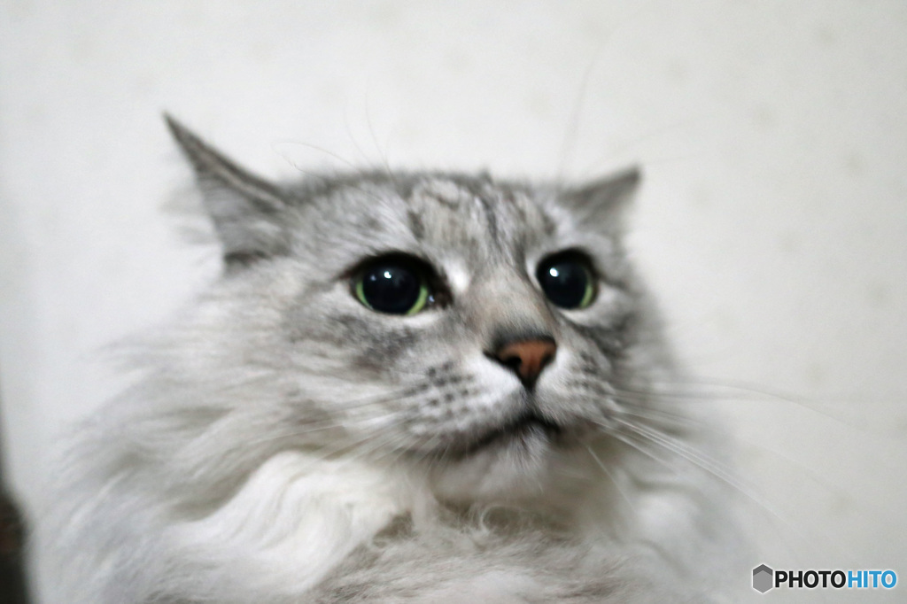 ビックリにゃにゃ-1