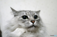 ビックリにゃにゃ-1