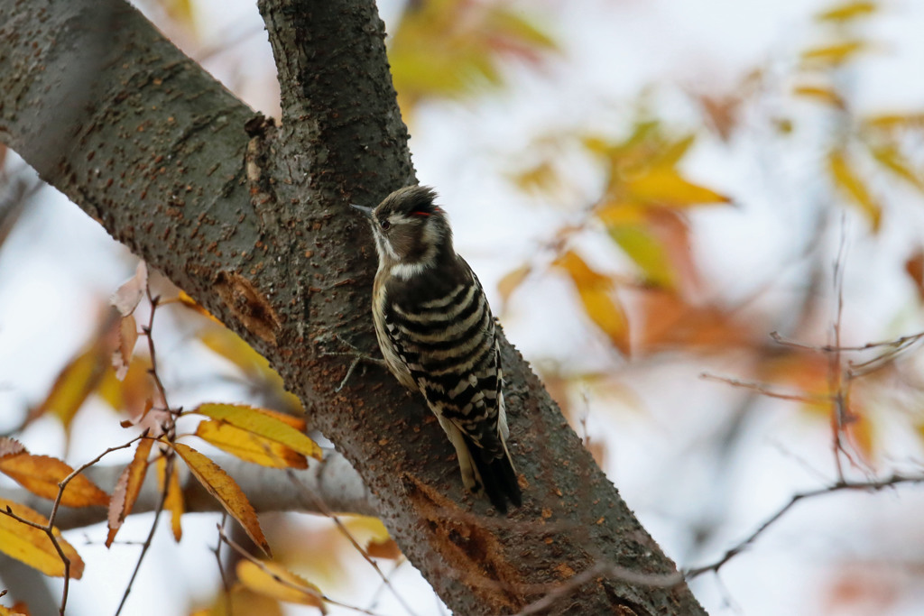 赤翅二本は♂ですよ