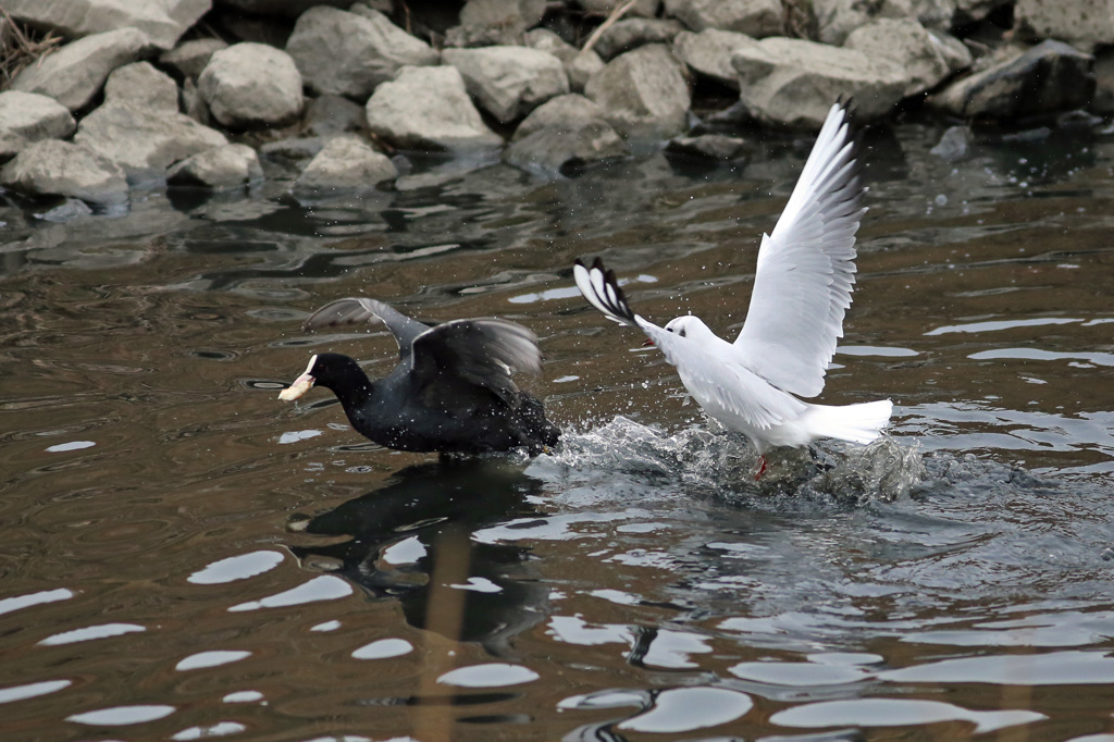 このパン渡さないぜ