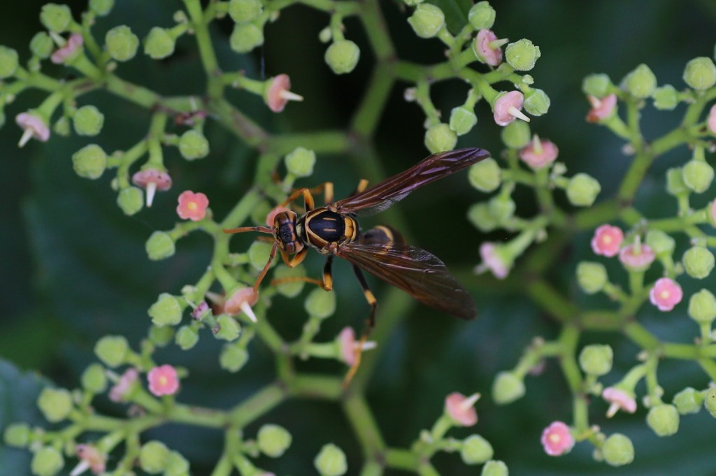 美味しそうに食べてます