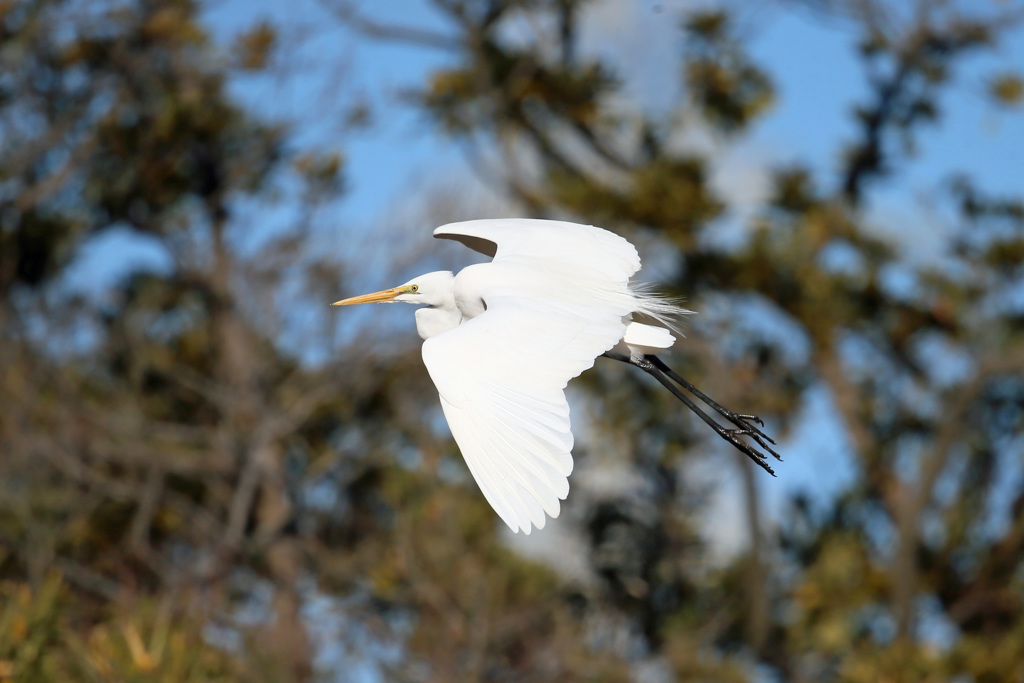 ダイサギ着地姿勢