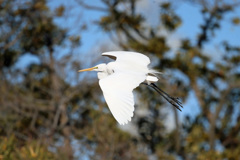 ダイサギ着地姿勢