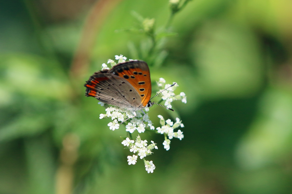 花のステージ-2