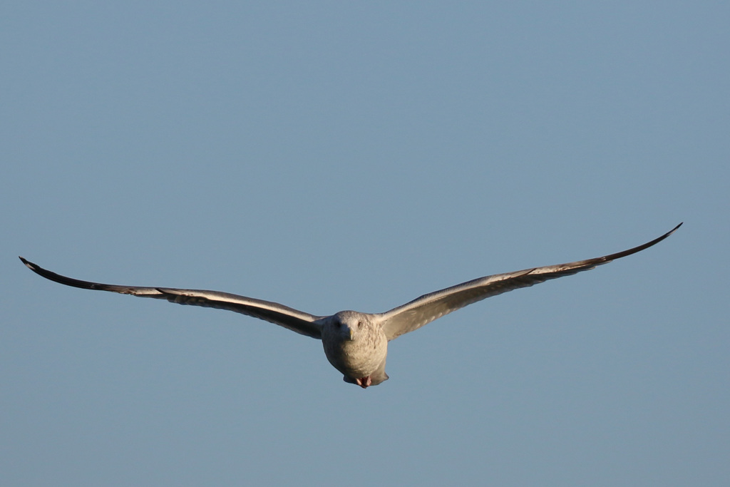 正面シリーズ-3