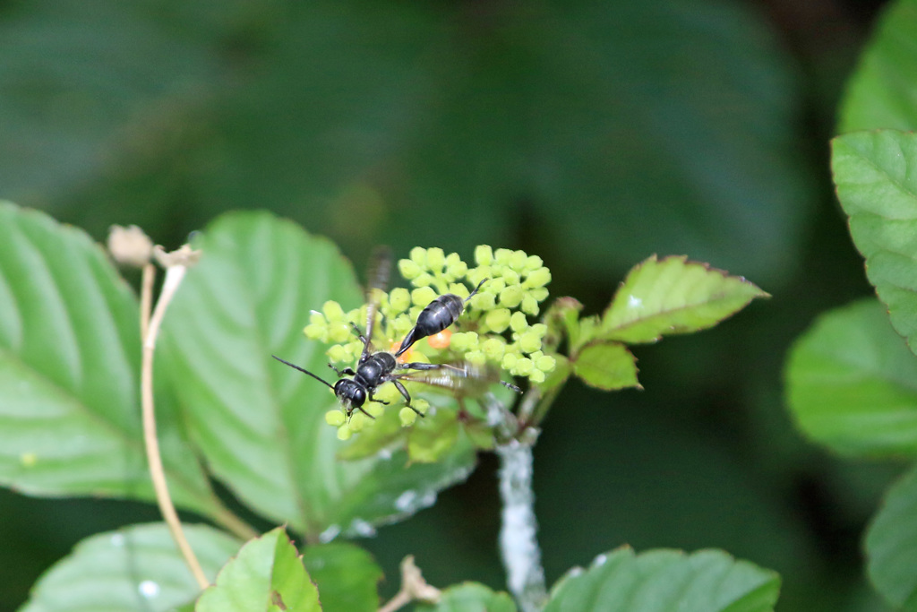 ちょっとホバリング