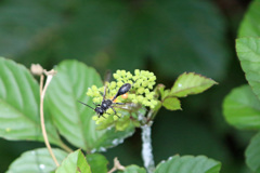 ちょっとホバリング