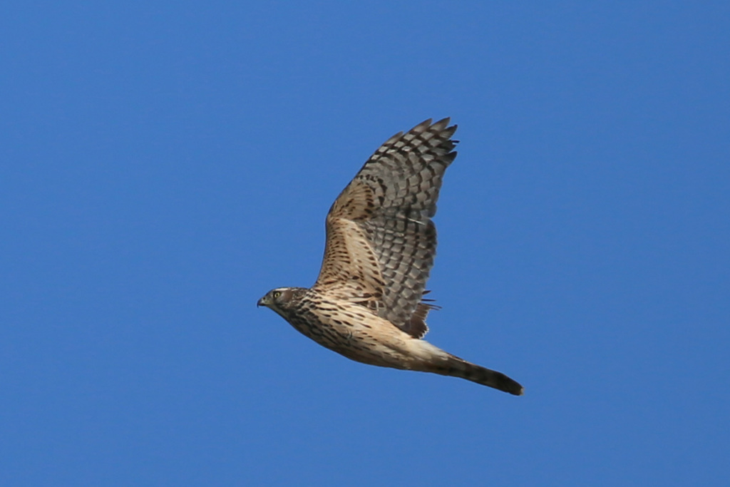 オオタカ幼鳥-4