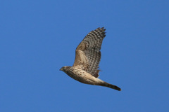 オオタカ幼鳥-4