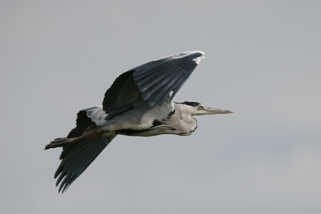 アオサギの飛び方-4