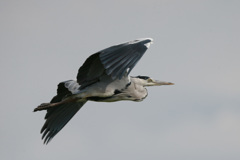 アオサギの飛び方-4