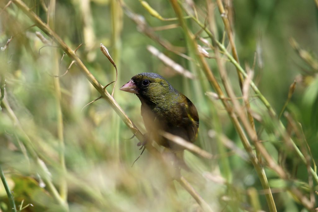 恥ずかしがらずに出ておいで