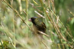 恥ずかしがらずに出ておいで