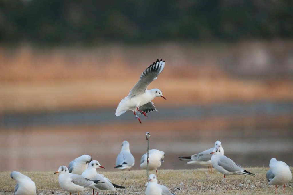 ユリカモメ整列その9