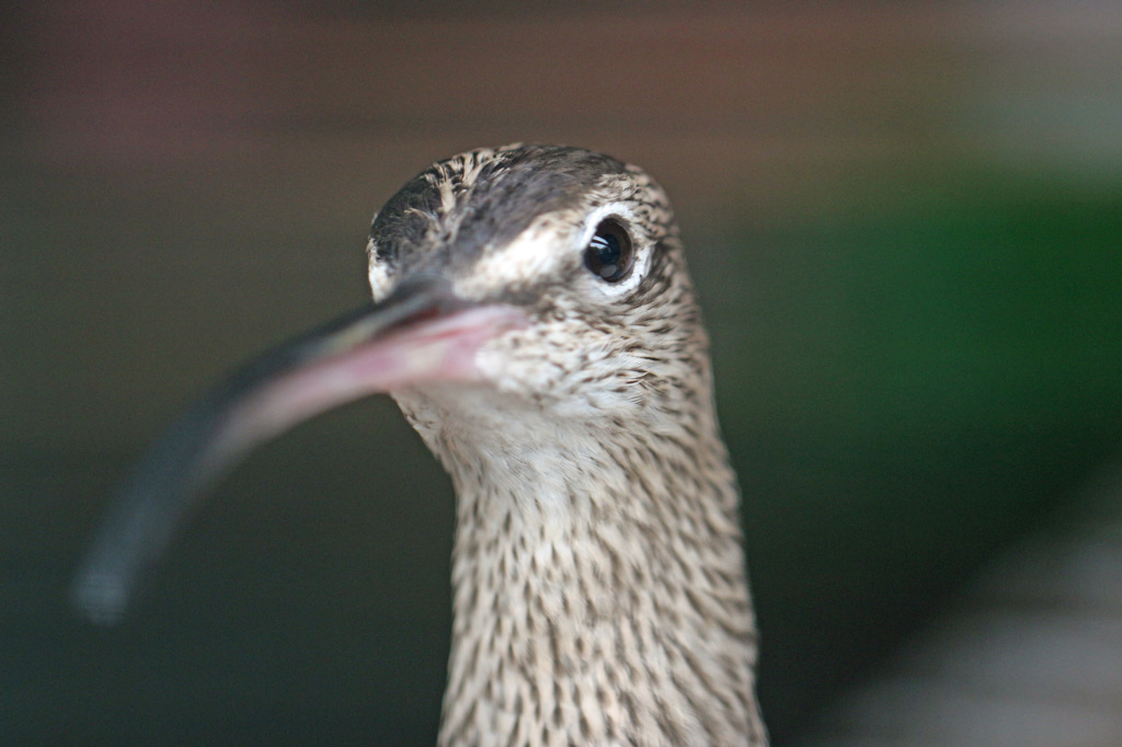 ポートレート-3