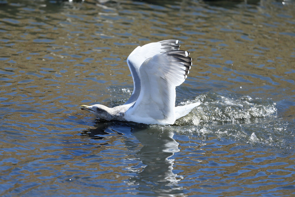 セグロカモメ着水