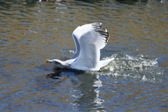 セグロカモメ着水