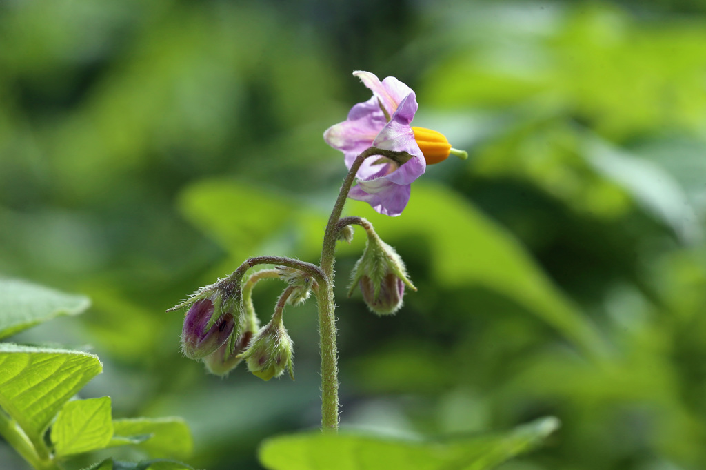 この花な～んだ