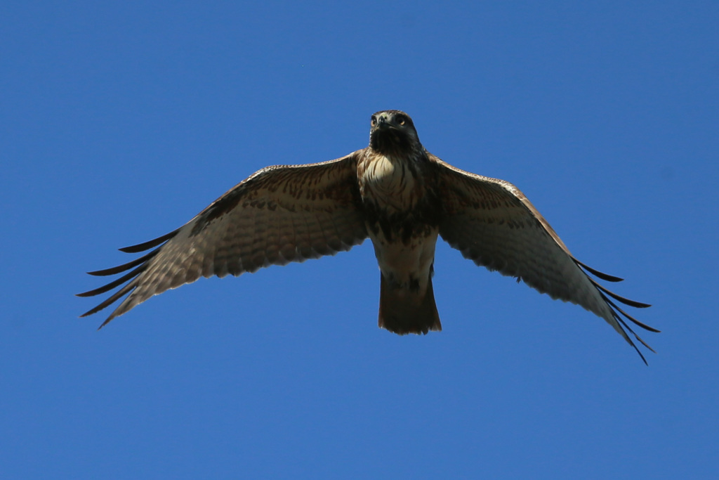 ノスリ君の飛び方-2