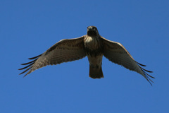 ノスリ君の飛び方-2