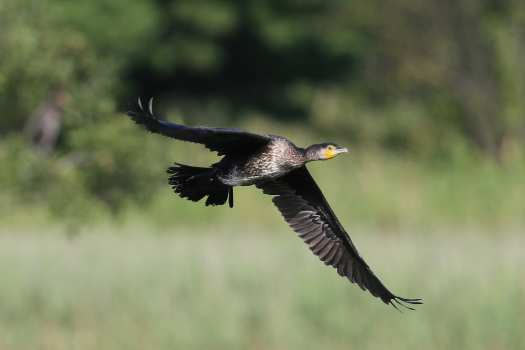 カワウの飛び方-3