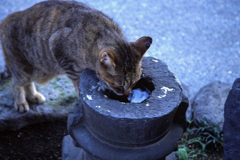のどかわいたにゃん