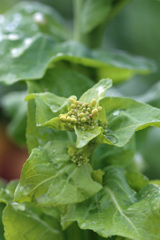 歓迎さてないはなその2