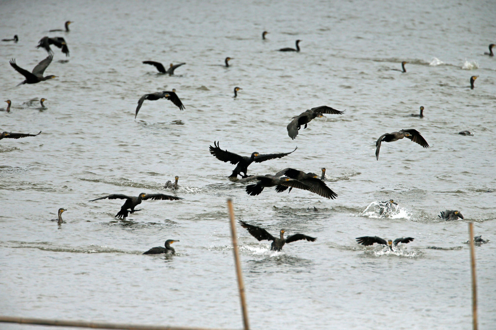 飛びます、飛びます