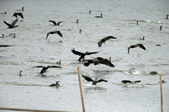 飛びます、飛びます