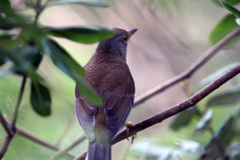 たぶんアカハラ