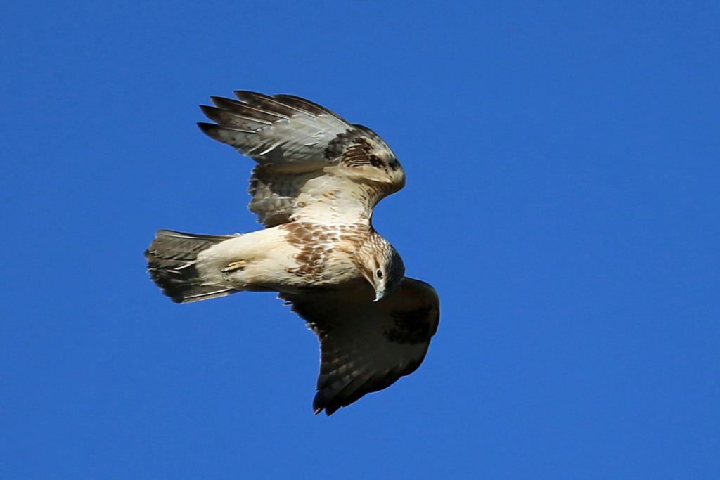 狙いを定めたノスリ君