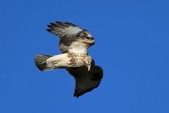 狙いを定めたノスリ君