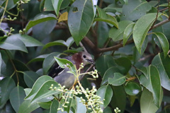 恥ずかしがらず出ておいで