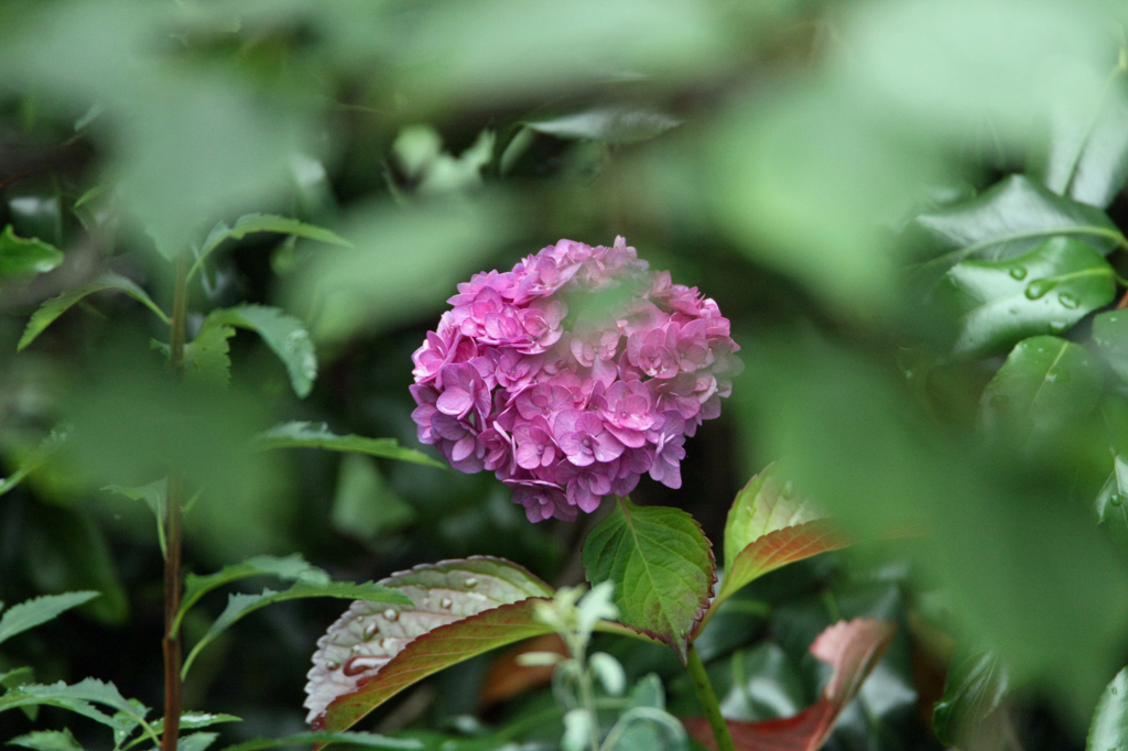 葉っぱの下に紫陽花が