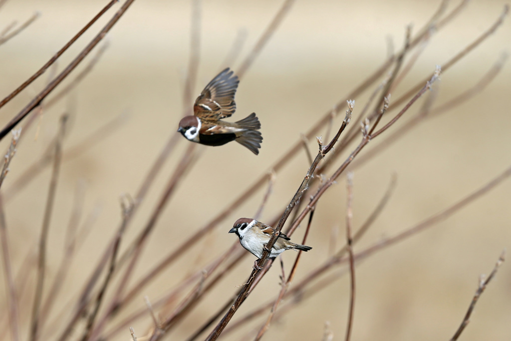 スズメ飛び出し