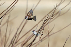 スズメ飛び出し