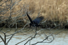 僕だってかっこいいでしょ