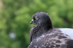 今日も寝てます