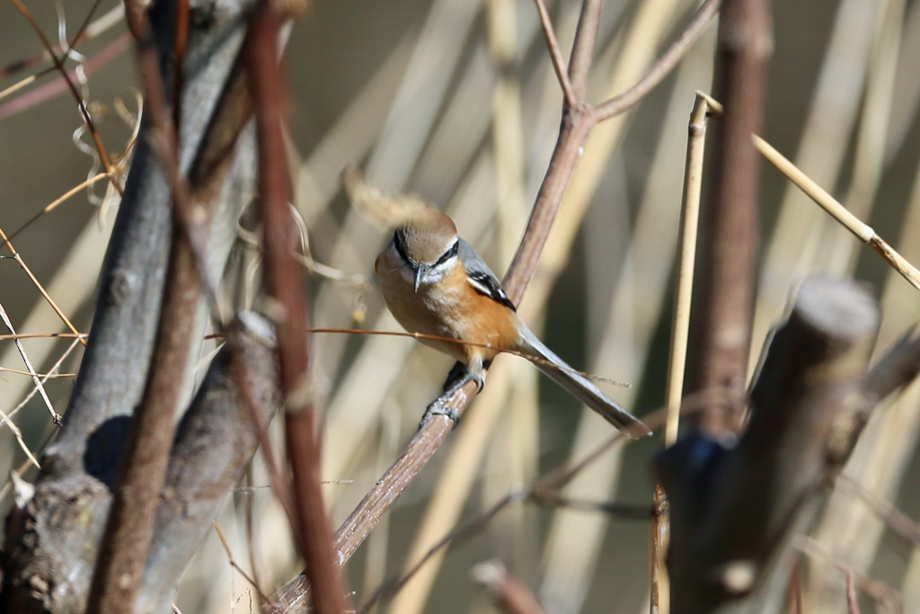 ガン付けられた