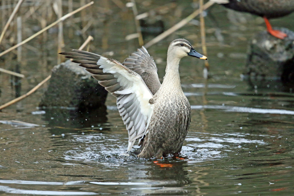 カルガモ定番写真
