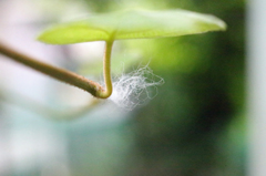 ニャニャの抜け毛発見