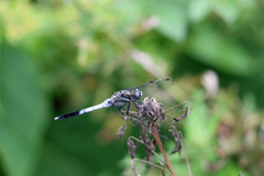 シオカラトンボ♂