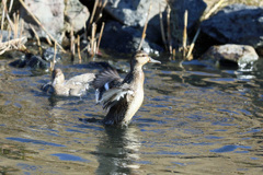 コガモ君セーフ