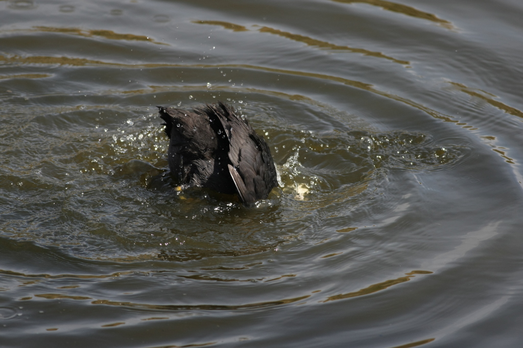 ぼくのおしり可愛いでしょ