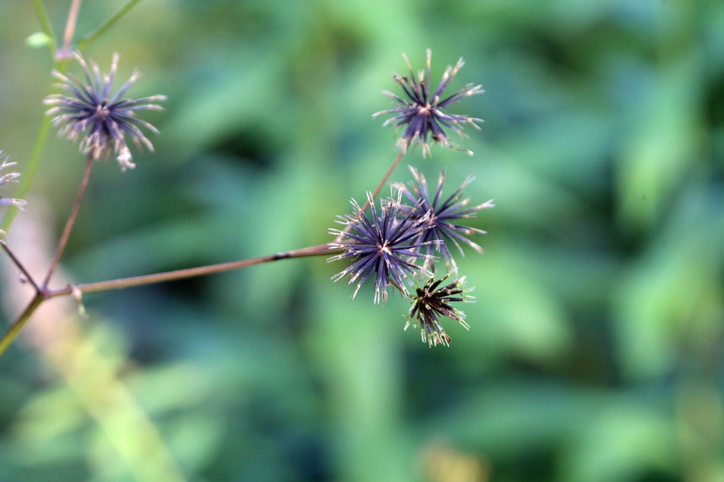 来年も綺麗に咲いてね
