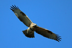 ノスリ定番写真