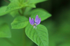 花の名前わかりません?