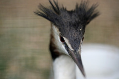 寝ぐせついてる？