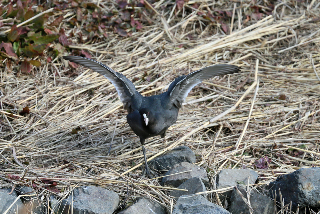 飛べないバン君